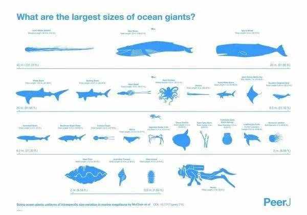 关于这些海底“巨人”们 你了解多少？ （得不到的永远在骚动 歌词）