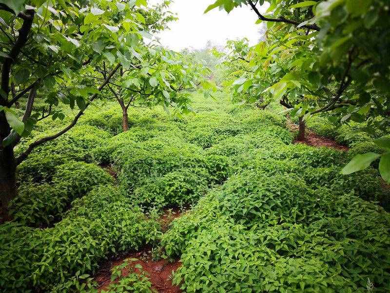 济源：冬凌草产业扶贫“扶”出长远致富路