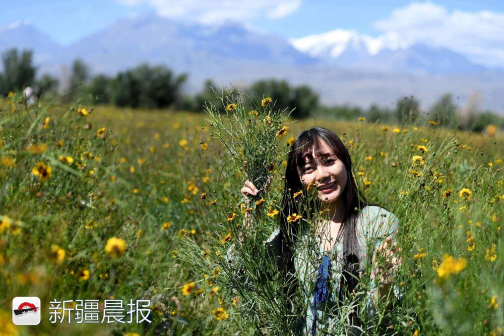 新疆达坂城金灿灿的雪菊花海等你来采摘