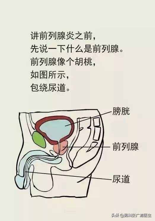 前列腺的“爆菊花”指检法