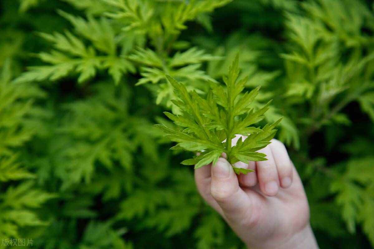 艾草水洗澡和泡澡对于身体有哪些方面的好处