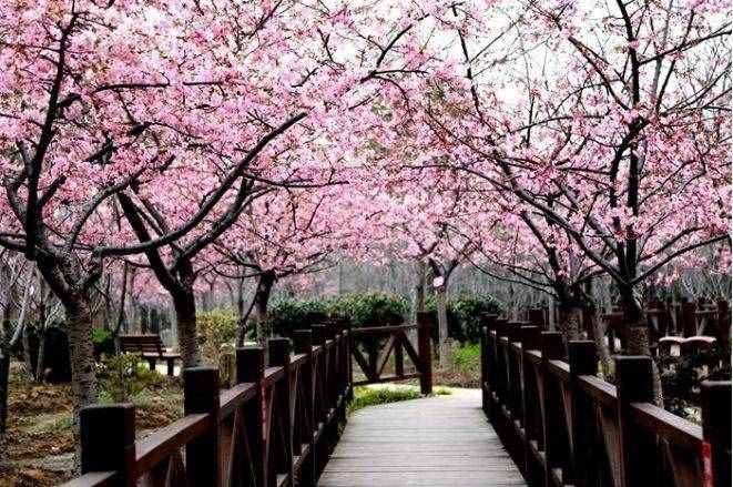 上海17个春游好去处！放风筝、赏花、采摘、烧烤，想怎么嗨都行！