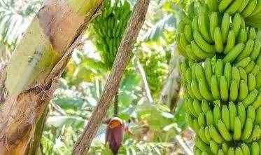 香蕉的种子在哪里，为何我们吃的香蕉找不到种子？