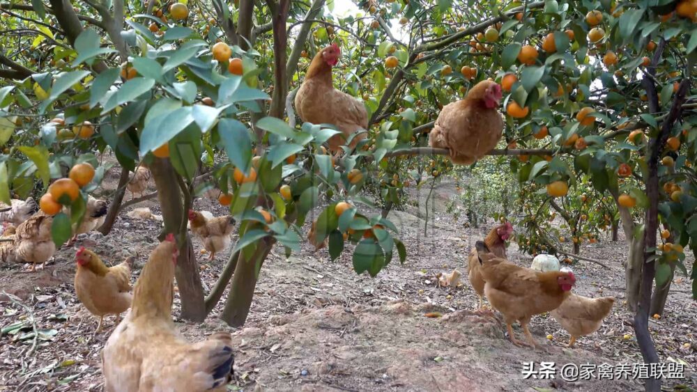 林下养鸡如何选择最适合的场地？第三种可遇而不可求