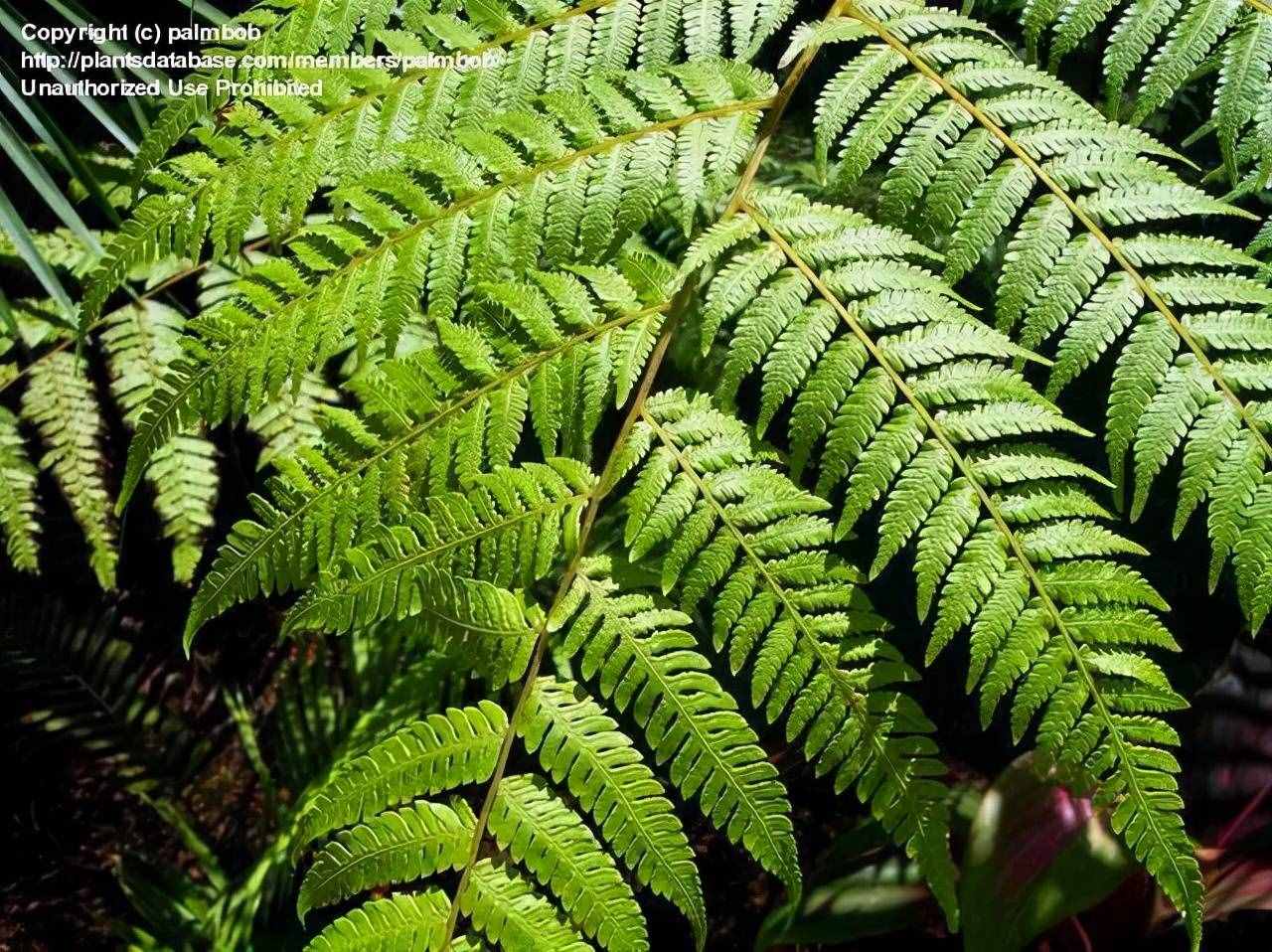 中国珍稀植物的危机（五小叶槭）