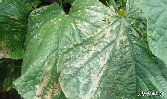 二氧化硫对植物的危害，实验证实结果，如今治理已显成效