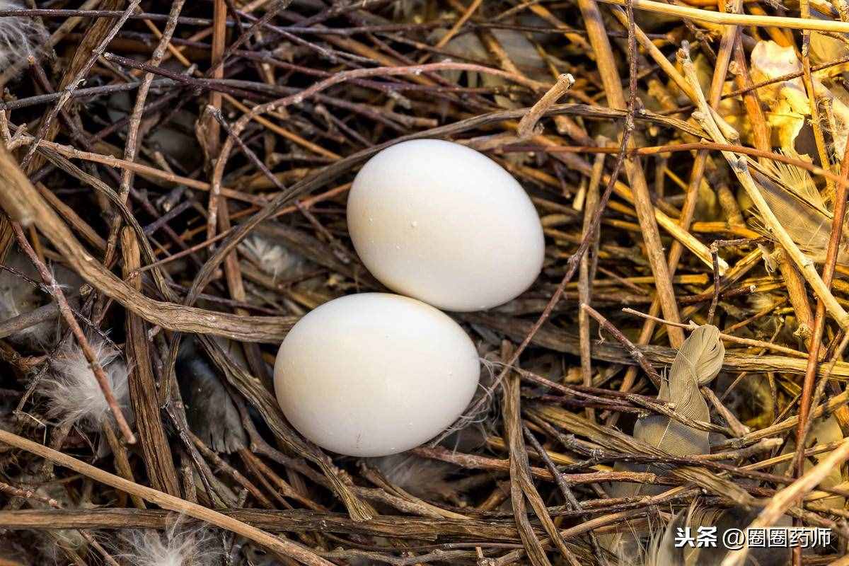 鸽子蛋到底有多补？