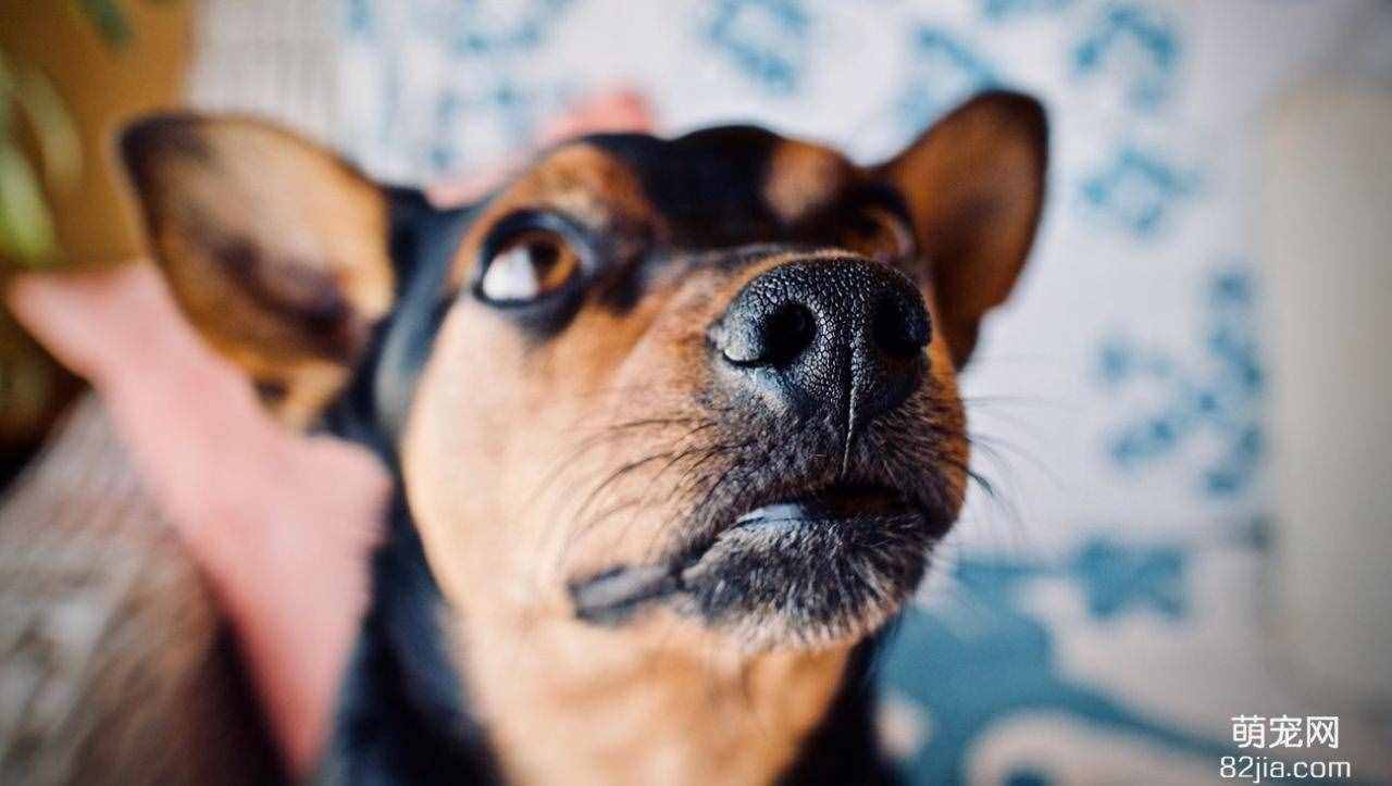 狗狗鼻子很干是生病了吗？为什么狗的鼻子有时会干