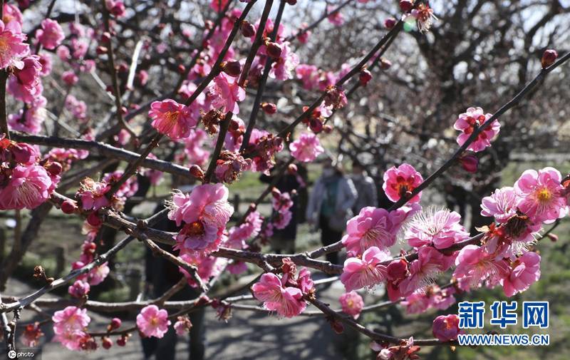 日本茨城县梅花盛开