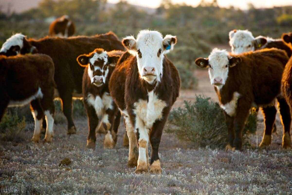 养牛人注意，现在卖牛的人多，买牛的人少！9月12日最新牛价