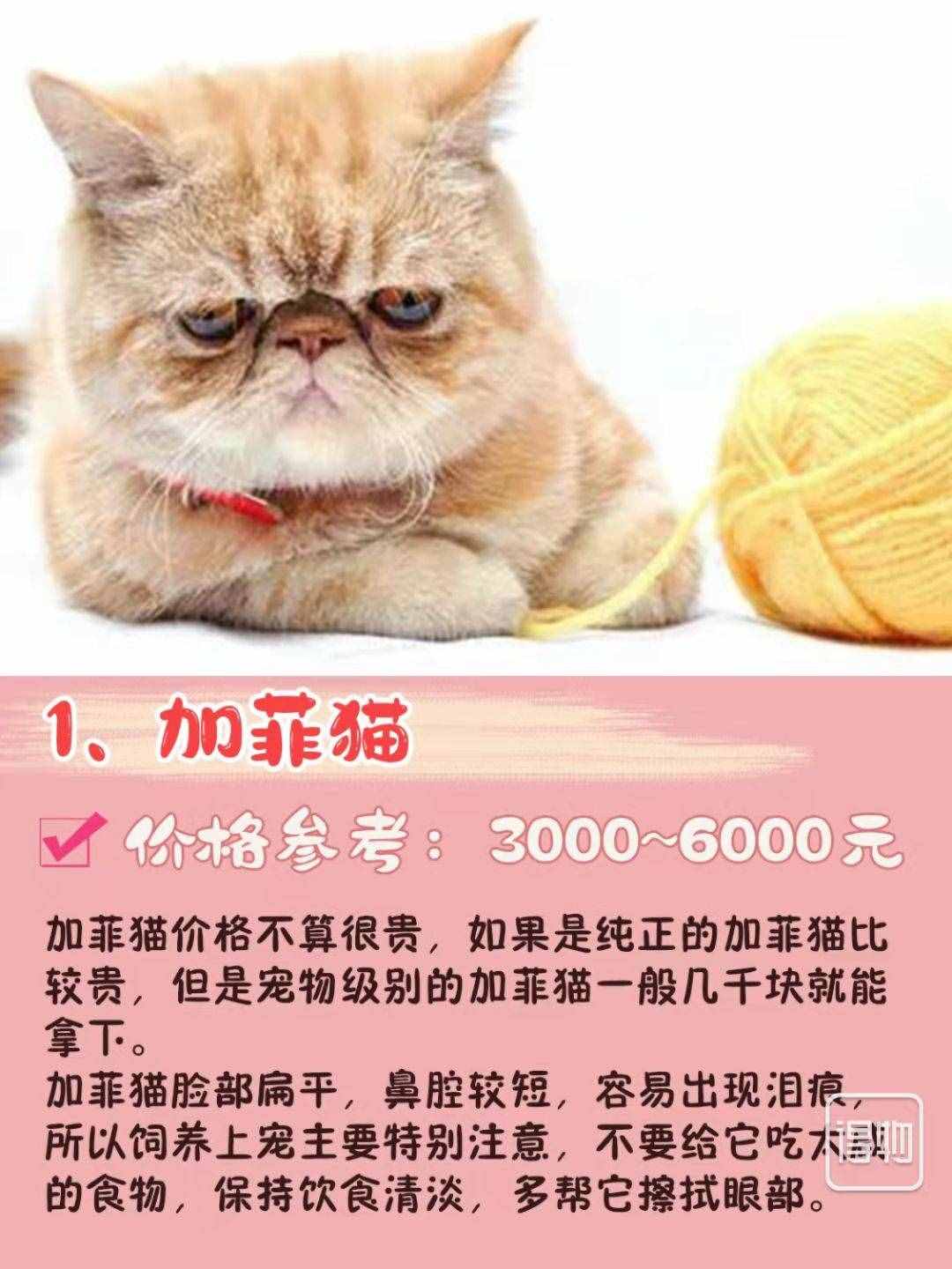 7种常见宠物猫的“市场价”、你买贵了吗？