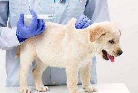 给狗狗打疫苗贵吗 一般价格在50-60元左右 要多久体检一次