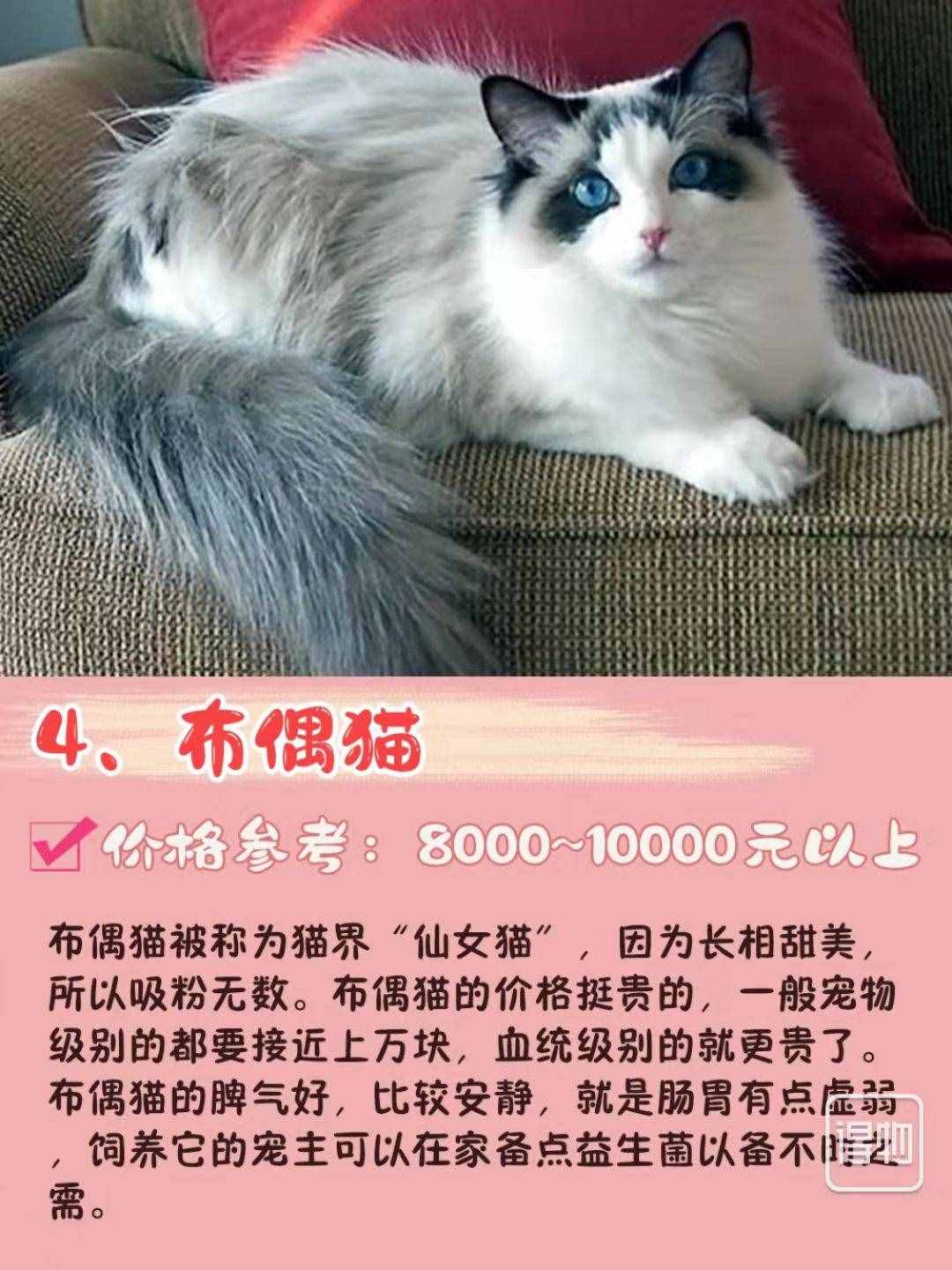 7种常见宠物猫的“市场价”、你买贵了吗？