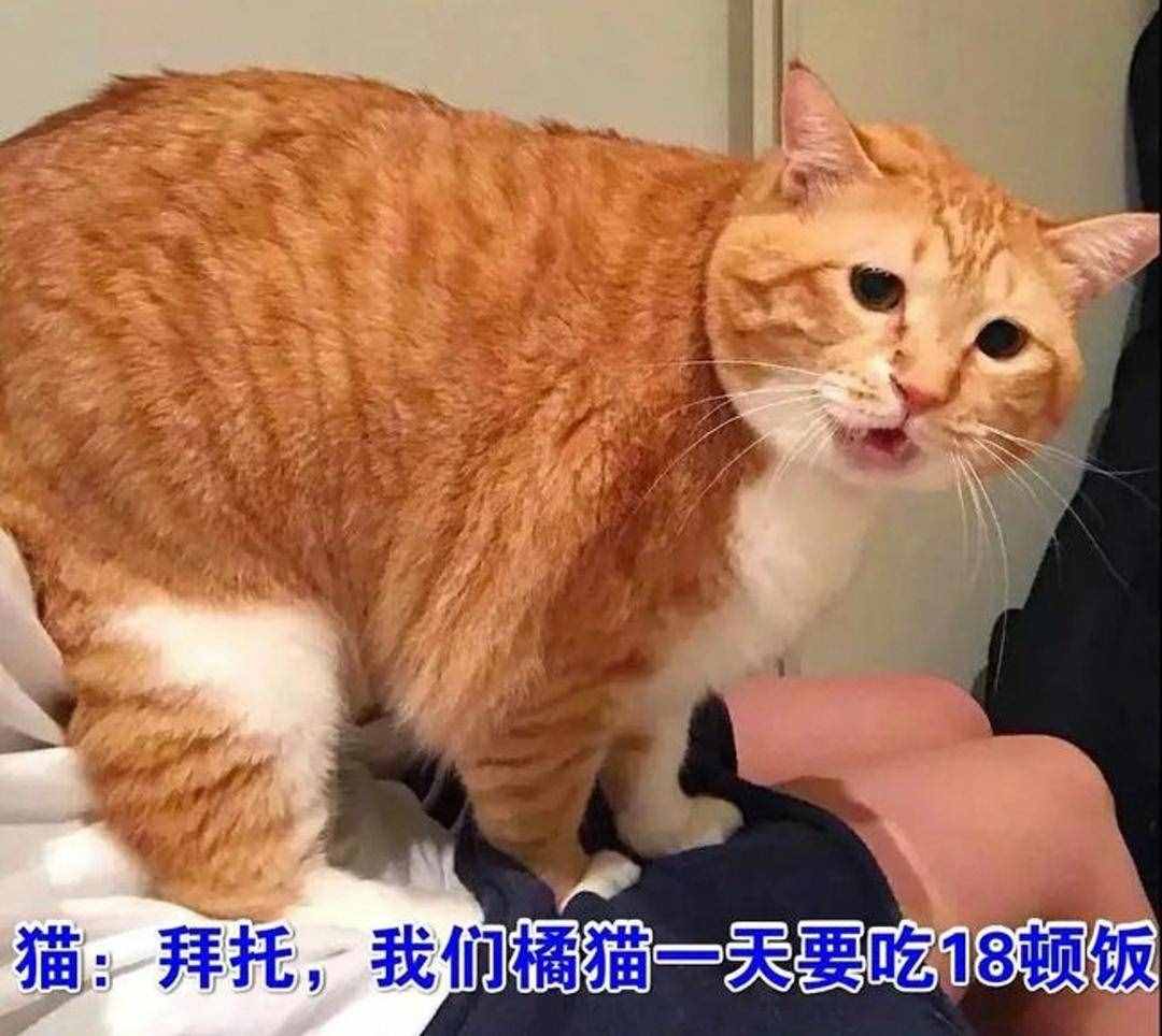 农村老家的猫，夏天会捕蛇吃，猫真的不怕蛇吗？