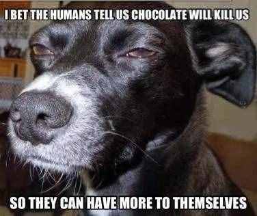 巧克力对狗有毒吗？