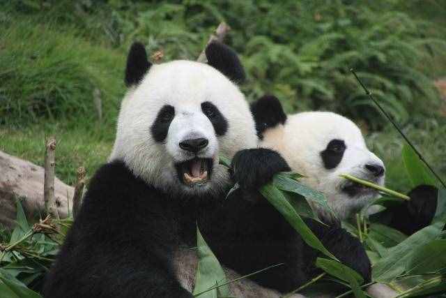 熊猫为什么能成为中国的国宝