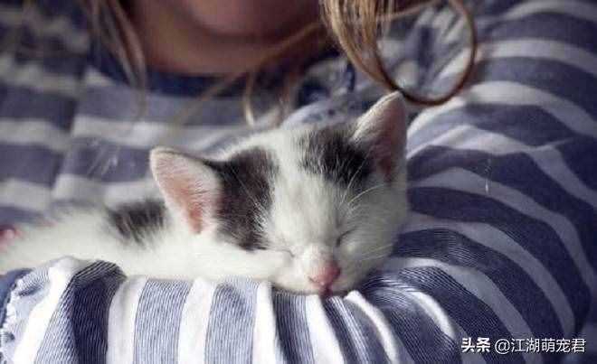猫喜欢靠着你睡觉，其实有多层意义，你了解吗