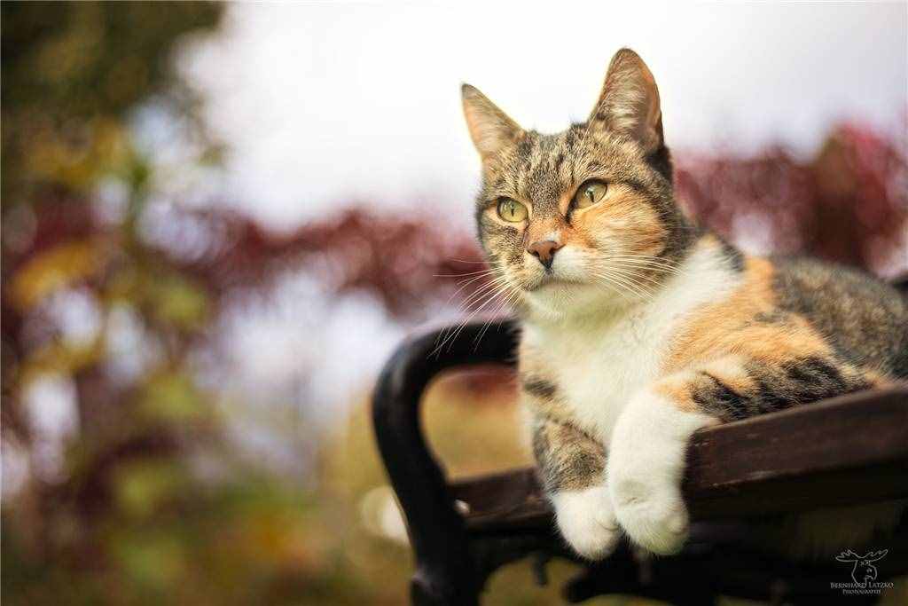 宠物猫的口水好臭，猫咪口水臭是病，3招轻松解决