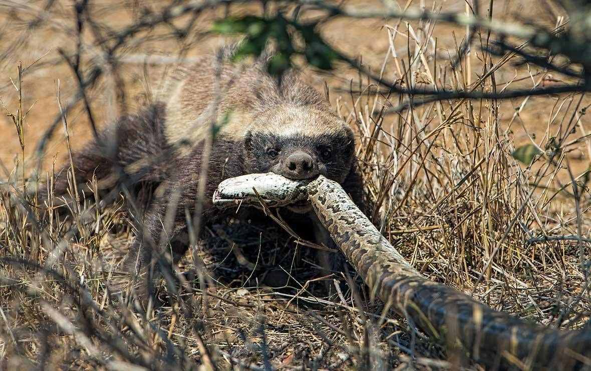 “平头哥”蜜獾对毒蛇免疫，在草原横行，难道就没有天敌吗？
