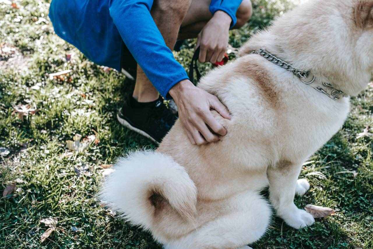 狗狗为什么咬人？如何纠正？这些总结一定要看