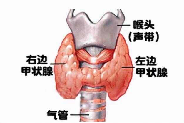 为什么出现甲减，这些原因你都知道了吗？