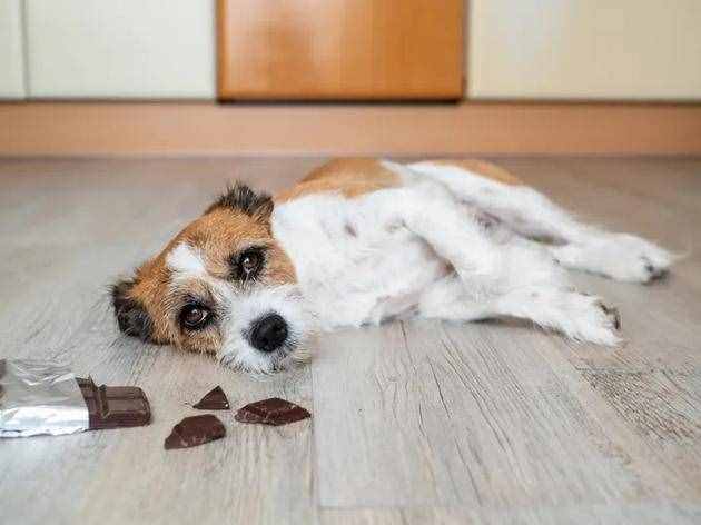 巧克力对狗有毒吗？