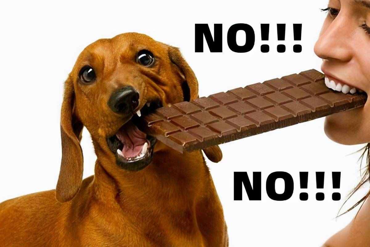 狗为什么不能吃巧克力？如果你连这个都不知道，就别养宠物啦