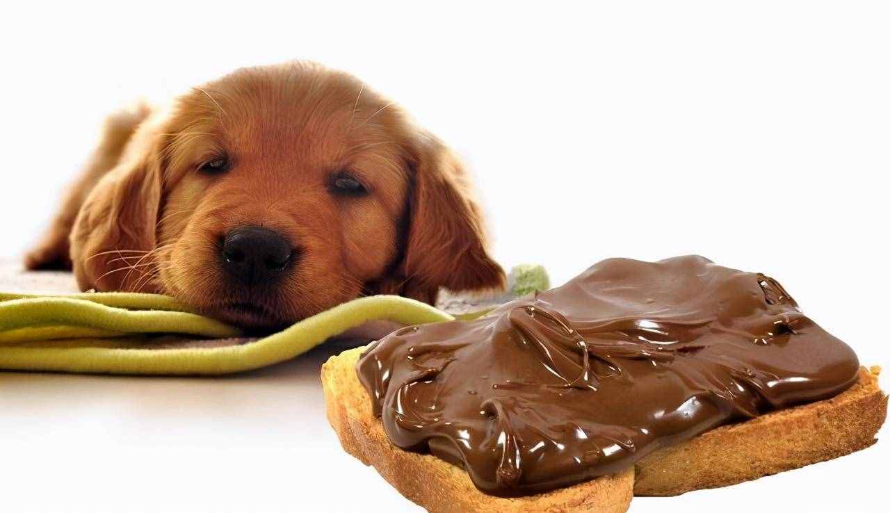 狗为什么不能吃巧克力？如果你连这个都不知道，就别养宠物啦