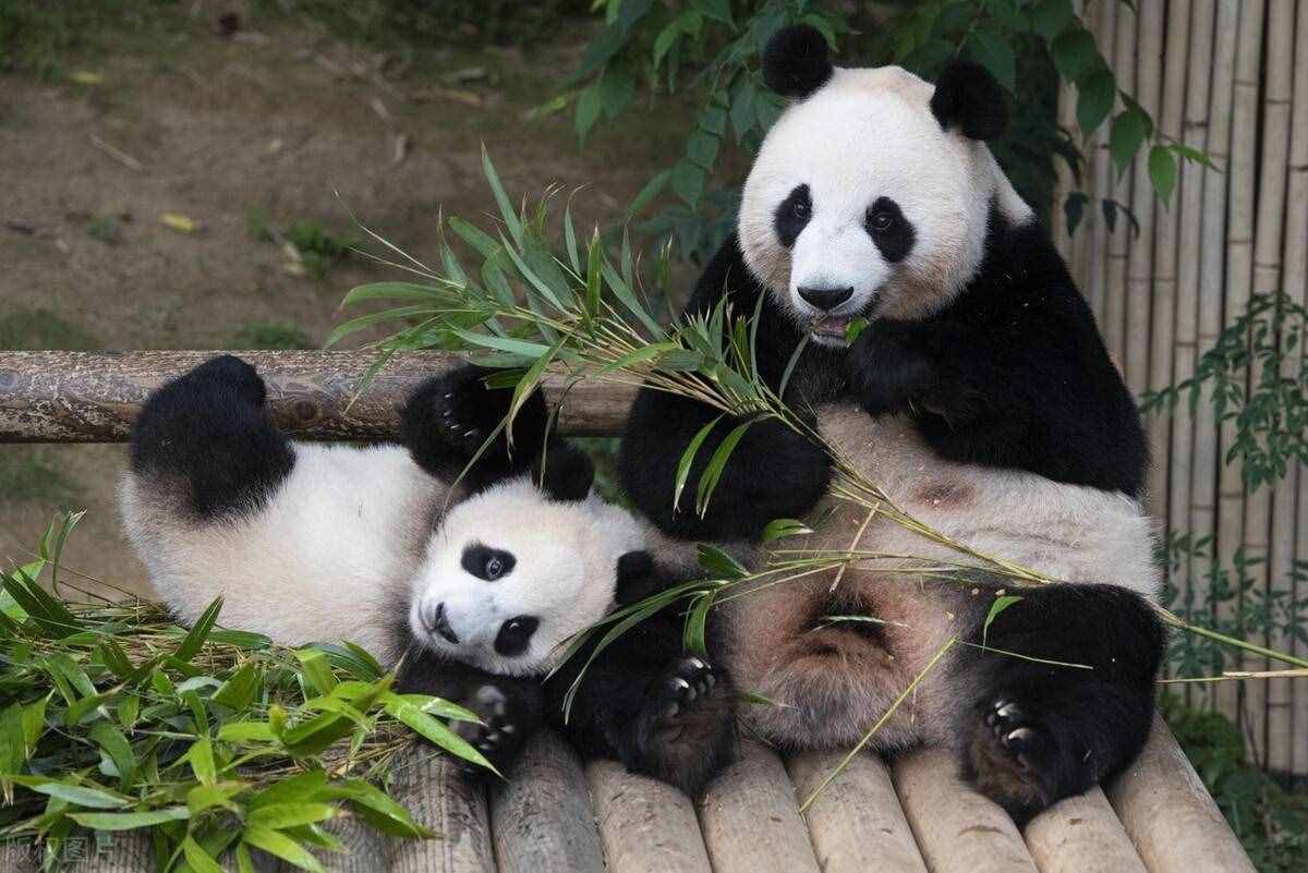 大熊猫被降级，“国宝”地位能否保得住？这4点分析仍将是国宝