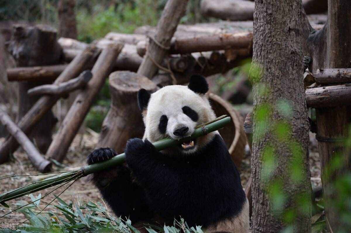 大熊猫被降级，“国宝”地位能否保得住？这4点分析仍将是国宝