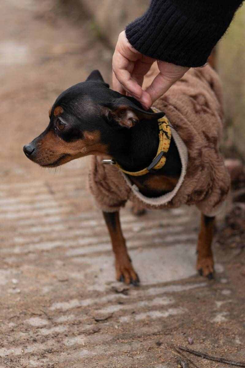 小鹿犬的优缺点、怎样使用正确的训练方法改掉小鹿犬的坏习惯？