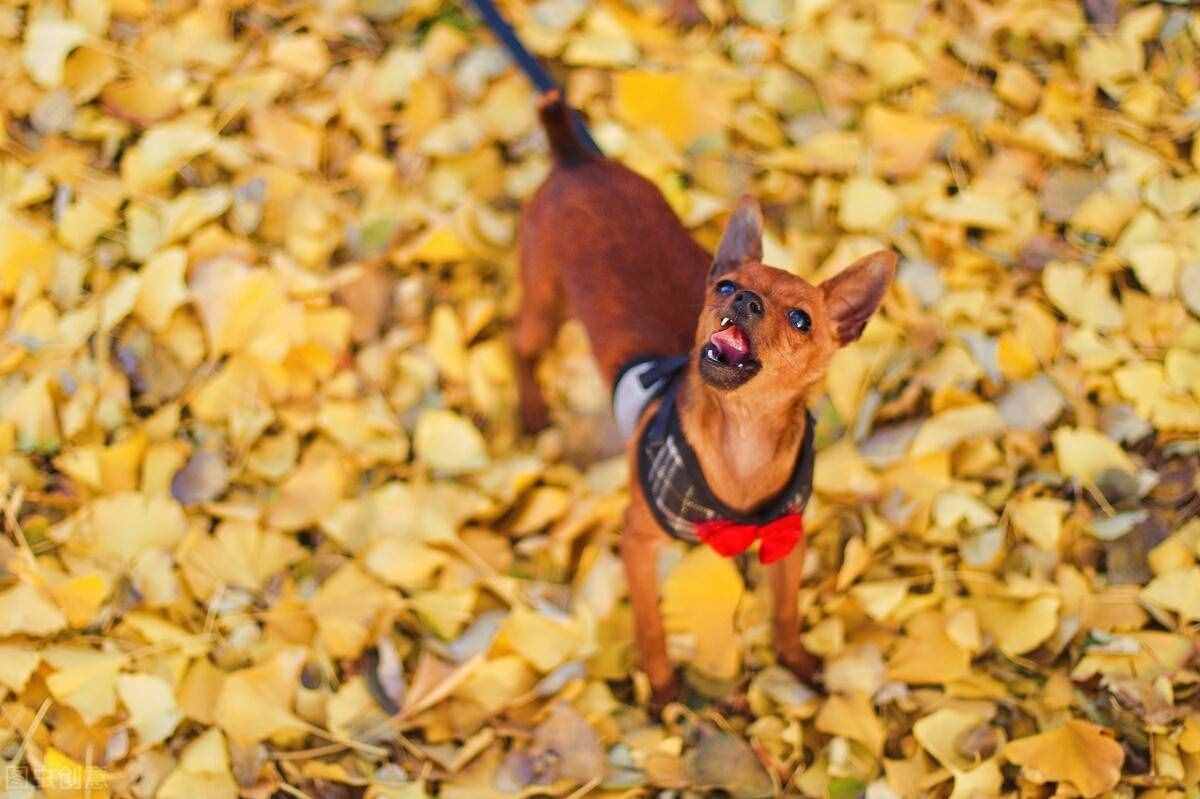 小鹿犬的优缺点、怎样使用正确的训练方法改掉小鹿犬的坏习惯？