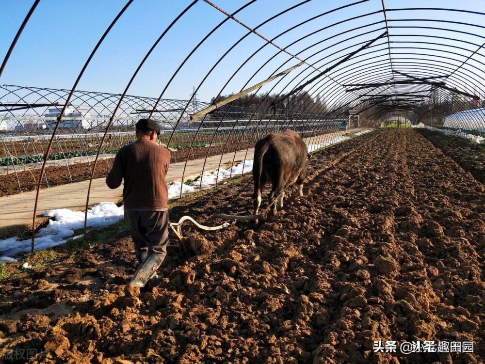 超简单的自制猫饭，铲屎官们快学起来