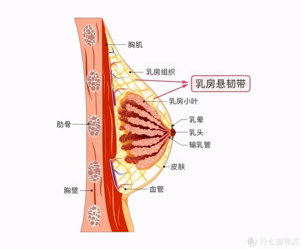 运动bra怎么选？10款舒适兼颜值的运动内衣推荐，呵护你的乳房