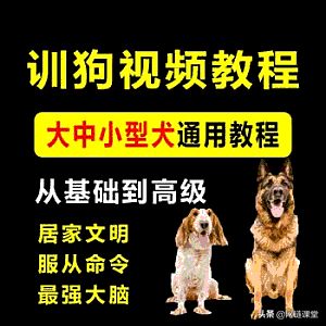 30天让爱犬变乖巧，适合所有犬种训练视频教程！限时免费赠送