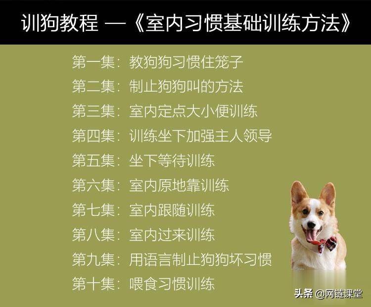 30天让爱犬变乖巧，适合所有犬种训练视频教程！限时免费赠送