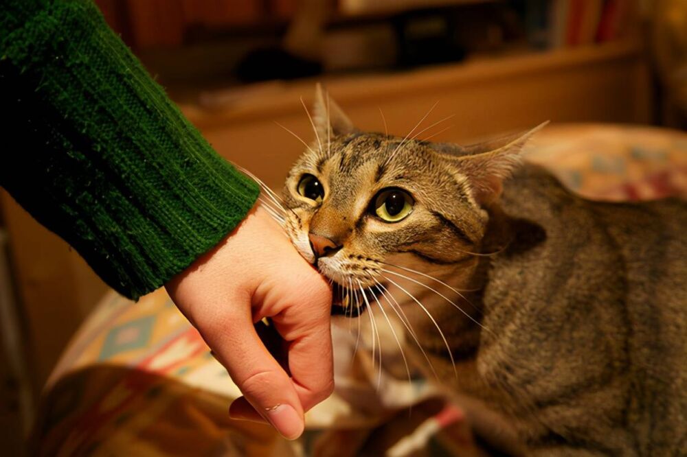 猫咪喜欢咬手是跟主人“有仇”吗？5点帮你改正猫咪咬人情况