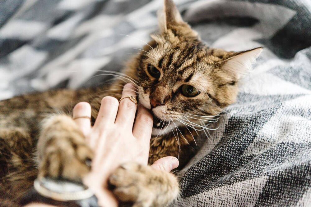 猫咪喜欢咬手是跟主人“有仇”吗？5点帮你改正猫咪咬人情况