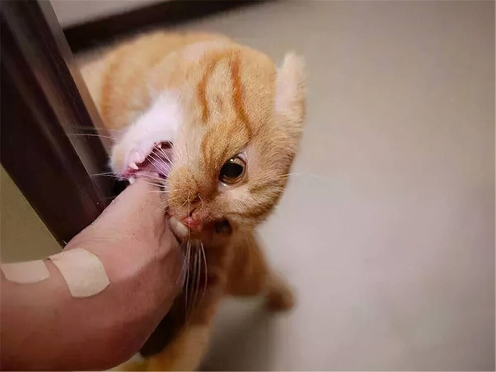 猫咪喜欢咬手是跟主人“有仇”吗？5点帮你改正猫咪咬人情况