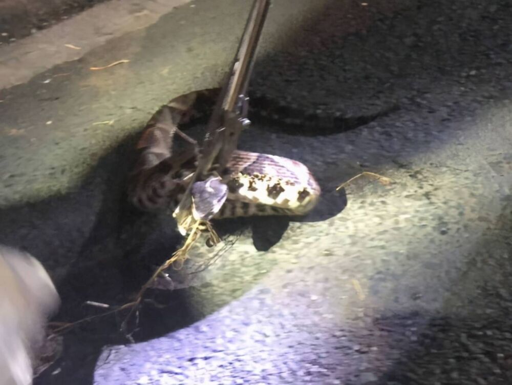 好危险！杭州一幼儿园门口惊现1.3米剧毒五步蛇，被咬了怎么办