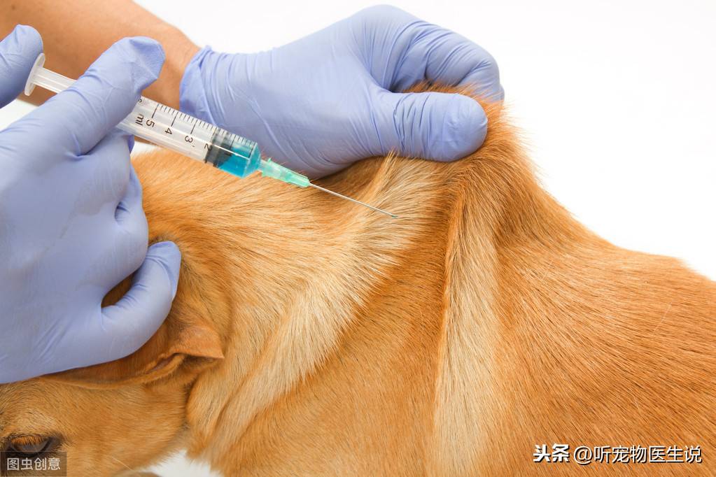 辟谣：狗狗注射疫苗很简单主人就可以操作，如何正确注射疫苗