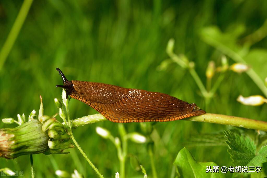 俗语：“鼻涕虫，危害重，遇到‘两灰’就送命”，“两灰”是啥呢