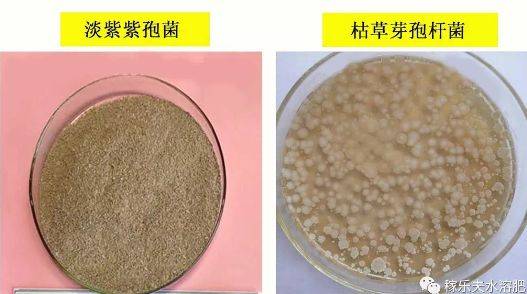 线虫难杀死，虫卵难防治？是你方法没用对