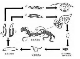 线虫难杀死，虫卵难防治？是你方法没用对