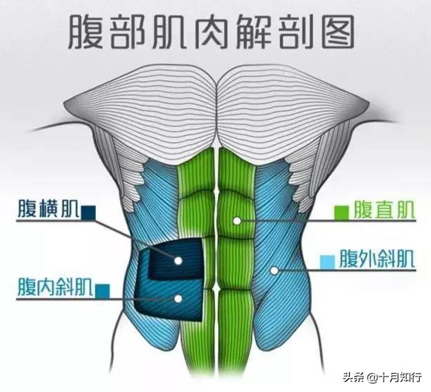 最全面的腹肌训练动作详解，34个动作，让你从零开始练出漂亮腹肌