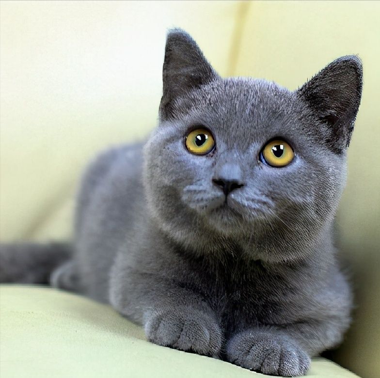 英短蓝猫猫粮排行榜分享，适合英短蓝猫的猫粮牌子有哪些？
