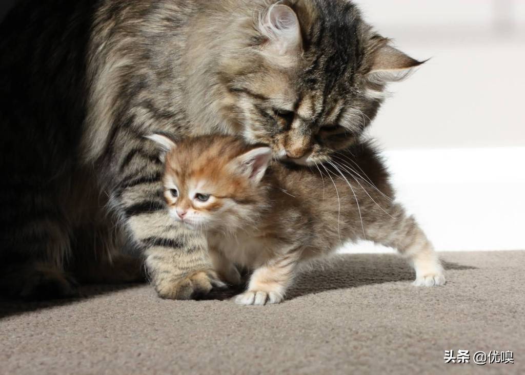 不打算给猫咪绝育，它发情的时候你可以这么办