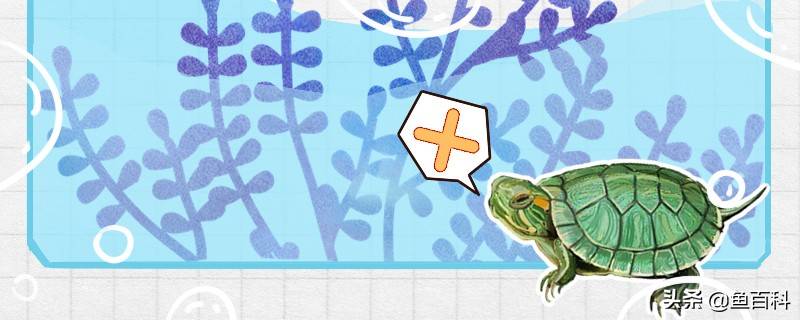 巴西龟是深水龟吗，用多深的水养合适