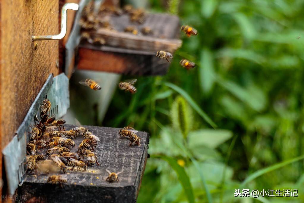 好奇心大作战，蜂蜜到底是怎么来的？到底是蜜蜂的粑粑还是呕吐物