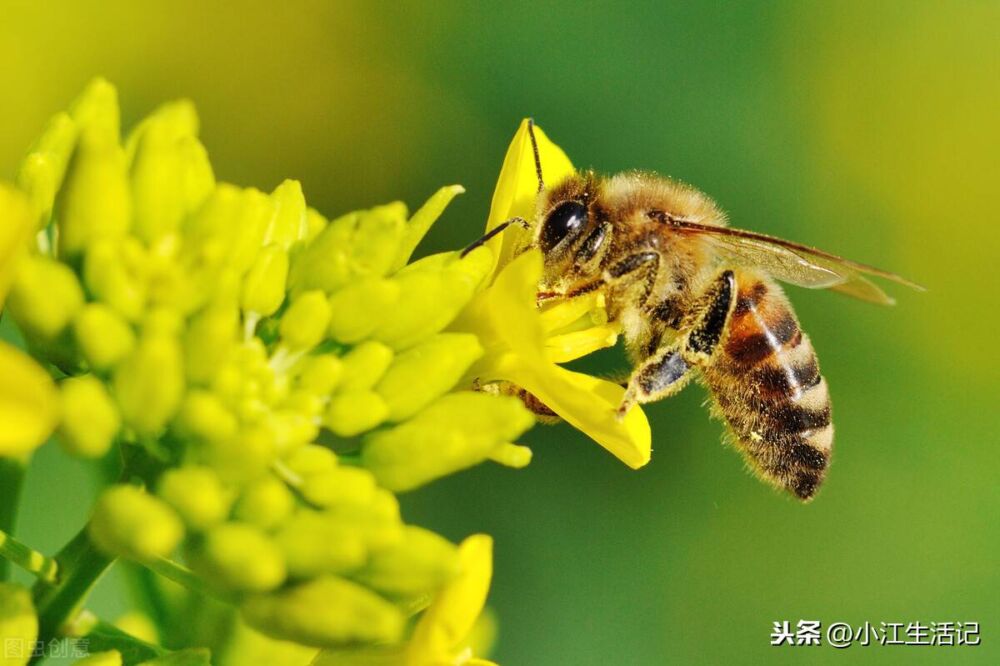 好奇心大作战，蜂蜜到底是怎么来的？到底是蜜蜂的粑粑还是呕吐物